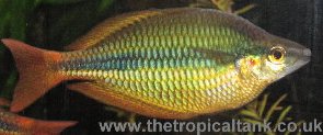 Picture of Banded Rainbow