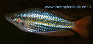 Picture of Western Rainbowfish