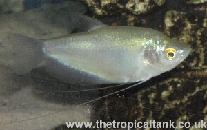 Picture of Moonlight gourami