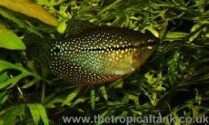 Picture of Pearl gourami, female