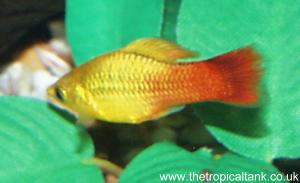Picture of Platy