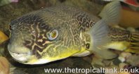 Giant Freshwater Puffer fish, adult