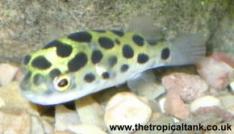 Green spotted Puffer