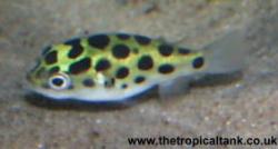 Green spotted Puffer