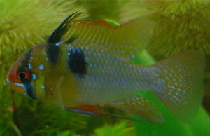 Picture of male Ram cichlid