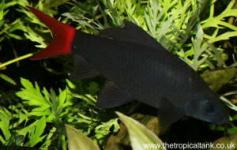 Picture of Red tailed black shark