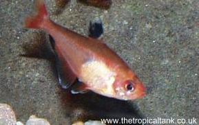 Picture of Serpae Tetra