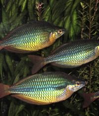 Picture of Banded Rainbows