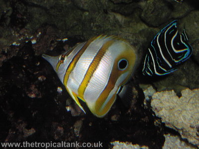 Copperband butterflyfish and Emperor angelfish