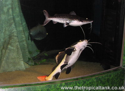 Red tailed catfish and tiger shovelnose
