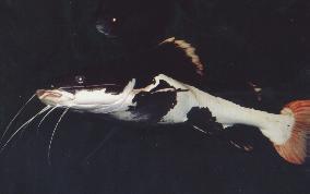 Red tailed catfish