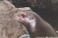 Sea Lion - 'Is this my best side?'