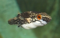 Picture of Striped red-eye puffer, female