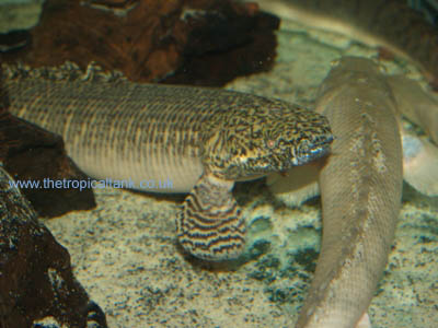 Picture of Large Polypterus tank