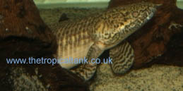 Picture of Polypterus ornatipinnis