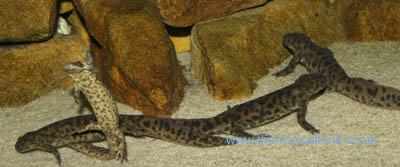 Picture of Spanish ribbed newts
