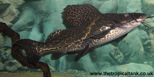 Picture of Leiarius pictus, at about 18 inches