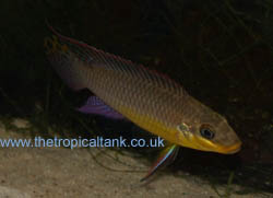 Picture of Pelvicachromis taeniatus Makoure, male
