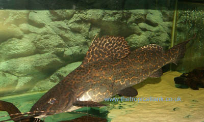 Picture of Catfish tank