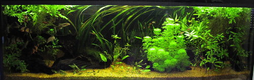 Picture of southeast Asian community tank