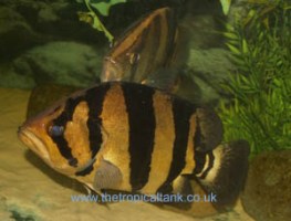 Picture of Siamese tigerfish